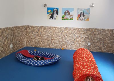 Hotel para cães com espaço exclusivo para cão cachorro da raça cavaliers king charles spaniel 2