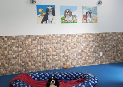 Hotel para cães com espaço exclusivo para cão cachorro da raça cavaliers king charles spaniel 4