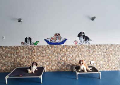 Hotel para cães com espaço exclusivo para cão cachorro da raça cavaliers king charles spaniel