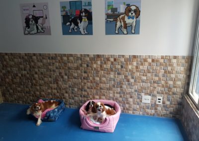 Hotel para cães com espaço exclusivo para cão cachorro da raça cavaliers king charles spaniel 5
